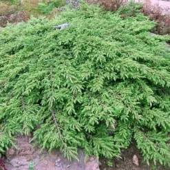 Jeneverbes (Juniperus Communis 'Green Carpet') -Exporteren Tuin Zorgzaam Winkel juniperus communis green carpet