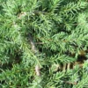 Jeneverbes (Juniperus Communis 'Green Carpet') -Exporteren Tuin Zorgzaam Winkel juniperus communis green carpet 2