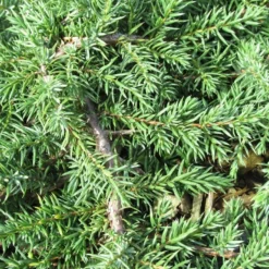Jeneverbes (Juniperus Communis 'Green Carpet')