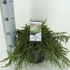 Jeneverbes (Juniperus Communis 'Green Carpet') -Exporteren Tuin Zorgzaam Winkel juniperus communis green carpet c3 m 1