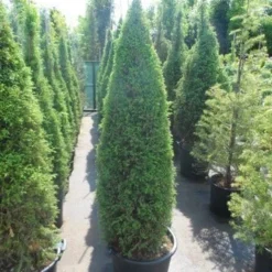 Jeneverbes (Juniperus Communis 'Hibernica') -Exporteren Tuin Zorgzaam Winkel juniperus communis hibernica 150 175