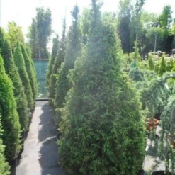 Jeneverbes (Juniperus Communis 'Hibernica') -Exporteren Tuin Zorgzaam Winkel juniperus communis hibernica 175 200