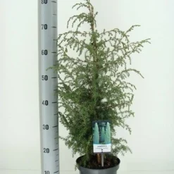 Jeneverbes (Juniperus Communis 'Suecica') -Exporteren Tuin Zorgzaam Winkel juniperus communis suecica c3 m
