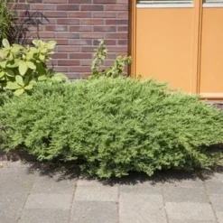 Kustjeneverbes (Juniperus Conferta 'Schlager' (Blue Pacific)) -Exporteren Tuin Zorgzaam Winkel juniperus conferta schlager