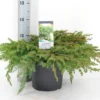 Kustjeneverbes (Juniperus Conferta 'Schlager' (Blue Pacific)) -Exporteren Tuin Zorgzaam Winkel juniperus conferta schlager c5 m