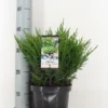 Jeneverbes (Juniperus Horizontalis 'Andorra Compact') 2 Jeneverbes (Juniperus Horizontalis 'Andorra Compact') -Exporteren Tuin Zorgzaam Winkel juniperus hor. andorra compact zomer c3 m 1