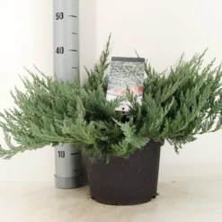 Jeneverbes (Juniperus Horizontalis 'Blue Chip') -Exporteren Tuin Zorgzaam Winkel juniperus hor. blue chip zomer c5 m
