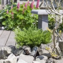 Jeneverbes (Juniperus Horizontalis 'Andorra Compact') -Exporteren Tuin Zorgzaam Winkel juniperus horizontalis andorra compact 1