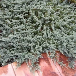 Jeneverbes (Juniperus Horizontalis 'Blue Chip') -Exporteren Tuin Zorgzaam Winkel juniperus horizontalis blue chip