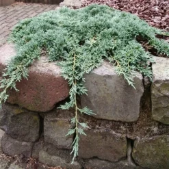 Jeneverbes (Juniperus Horizontalis 'Icee Blue') -Exporteren Tuin Zorgzaam Winkel juniperus horizontalis icee blue pbr