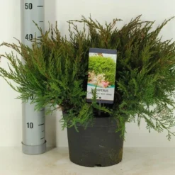Jeneverbes (Juniperus Media 'Mint Julep') -Exporteren Tuin Zorgzaam Winkel juniperus pfit. mint julep winter c5 m 1