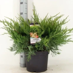 Jeneverbes (Juniperus Media 'Mint Julep') -Exporteren Tuin Zorgzaam Winkel juniperus pfit. mint julep zomer c5 m 1