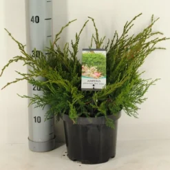 Jeneverbes (Juniperus Media 'Mint Julep') -Exporteren Tuin Zorgzaam Winkel juniperus pfitzeriana mint julep c3 m 1