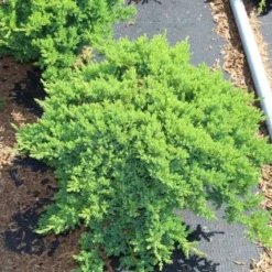 Jeneverbes (Juniperus Procumbens 'Nana') -Exporteren Tuin Zorgzaam Winkel juniperus procumbens nana