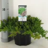 Jeneverbes (Juniperus Procumbens 'Nana') -Exporteren Tuin Zorgzaam Winkel juniperus procumbens nana c3 m