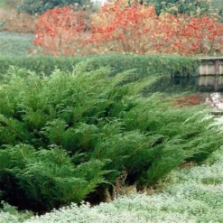 Sevenboom (Juniperus Sabina) -Exporteren Tuin Zorgzaam Winkel juniperus sabina