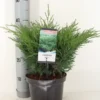 Sevenboom (Juniperus Sabina)
