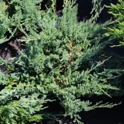 Sevenboom (Juniperus Sabina 'Tamariscifolia') -Exporteren Tuin Zorgzaam Winkel juniperus sabina tamariscifolia