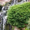 Sevenboom (Juniperus Sabina 'Tamariscifolia') -Exporteren Tuin Zorgzaam Winkel juniperus sabina tamariscifolia 1
