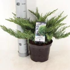 Sevenboom (Juniperus Sabina 'Tamariscifolia') -Exporteren Tuin Zorgzaam Winkel juniperus sabina tamariscifolia zomer c3 m