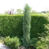 Jeneverbes (Juniperus Scopulorum 'Skyrocket') -Exporteren Tuin Zorgzaam Winkel juniperus scopulorum skyrocket 1