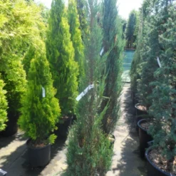 Jeneverbes (Juniperus Scopulorum 'Skyrocket') -Exporteren Tuin Zorgzaam Winkel juniperus scopulorum skyrocket 125 150 1