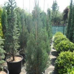 Jeneverbes (Juniperus Scopulorum 'Skyrocket') -Exporteren Tuin Zorgzaam Winkel juniperus scopulorum skyrocket 150 175 1