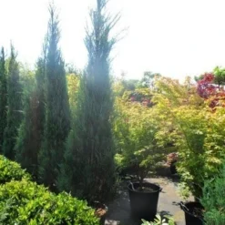 Jeneverbes (Juniperus Scopulorum 'Skyrocket') -Exporteren Tuin Zorgzaam Winkel juniperus scopulorum skyrocket 250 300 1