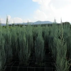 Jeneverbes (Juniperus Scopulorum 'Skyrocket') -Exporteren Tuin Zorgzaam Winkel juniperus skyrocket 1