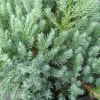 Jeneverbes (Juniperus Squamata 'Blue Carpet') -Exporteren Tuin Zorgzaam Winkel juniperus squamata blue carpet 2