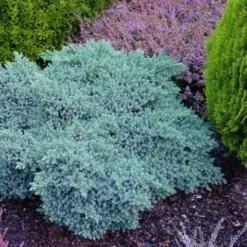 Jeneverbes (Juniperus Squamata 'Blue Star') -Exporteren Tuin Zorgzaam Winkel juniperus squamata blue star