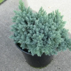 Jeneverbes (Juniperus Squamata 'Blue Star') -Exporteren Tuin Zorgzaam Winkel juniperus squamata blue star 1