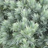 Jeneverbes (Juniperus Squamata 'Blue Star') -Exporteren Tuin Zorgzaam Winkel juniperus squamata blue star 2