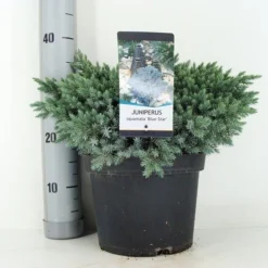 Jeneverbes (Juniperus Squamata 'Blue Star') -Exporteren Tuin Zorgzaam Winkel juniperus squamata blue star c5 m