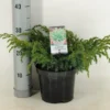 Jeneverbes (Juniperus Squamata 'Blue Swede') -Exporteren Tuin Zorgzaam Winkel juniperus squamata blue swede c3 m