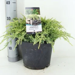 Jeneverbes (Juniperus Squamata 'Holger') -Exporteren Tuin Zorgzaam Winkel juniperus squamata holger zomer c5 m