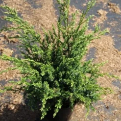 Jeneverbes (Juniperus Squamata 'Meyeri') -Exporteren Tuin Zorgzaam Winkel juniperus squamata meyeri