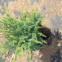 Jeneverbes (Juniperus Squamata 'Meyeri') -Exporteren Tuin Zorgzaam Winkel juniperus squamata meyeri 2