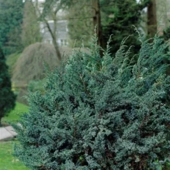 Jeneverbes (Juniperus Squamata 'Meyeri') -Exporteren Tuin Zorgzaam Winkel juniperus squamata meyeri 1