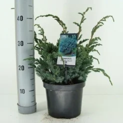 Jeneverbes (Juniperus Squamata 'Meyeri') -Exporteren Tuin Zorgzaam Winkel juniperus squamata meyeri c3 m