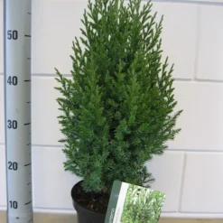 Jeneverbes (Juniperus Chinensis 'Stricta') -Exporteren Tuin Zorgzaam Winkel juniperus stricta c3 november 1