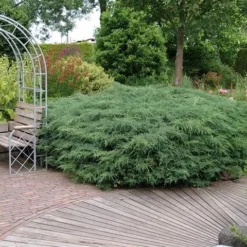 Jeneverbes (Juniperus Virginiana 'Grey Owl') -Exporteren Tuin Zorgzaam Winkel juniperus virginiana grey owl