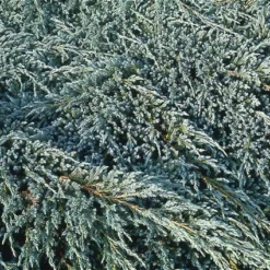 Jeneverbes (Juniperus Squamata 'Blue Carpet') -Exporteren Tuin Zorgzaam Winkel jusbcarp 4