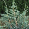 Jeneverbes (Juniperus Squamata 'Meyeri') -Exporteren Tuin Zorgzaam Winkel jusmeyer 3