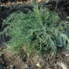Jeneverbes (Juniperus Virginiana 'Grey Owl') -Exporteren Tuin Zorgzaam Winkel juvgowl 4