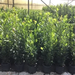 Echte Laurier (Laurus Nobilis) -Exporteren Tuin Zorgzaam Winkel laurus nobilis