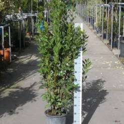 Echte Laurier (Laurus Nobilis) -Exporteren Tuin Zorgzaam Winkel laurus nobilis 100 125 c10