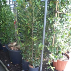 Echte Laurier (Laurus Nobilis) -Exporteren Tuin Zorgzaam Winkel laurus nobilis c10 100 125 1