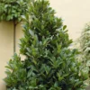 Echte Laurier (Laurus Nobilis) -Exporteren Tuin Zorgzaam Winkel laurusnobilis echtelaurierv01
