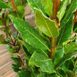 Echte Laurier (Laurus Nobilis) -Exporteren Tuin Zorgzaam Winkel laurusnobilis laurier03